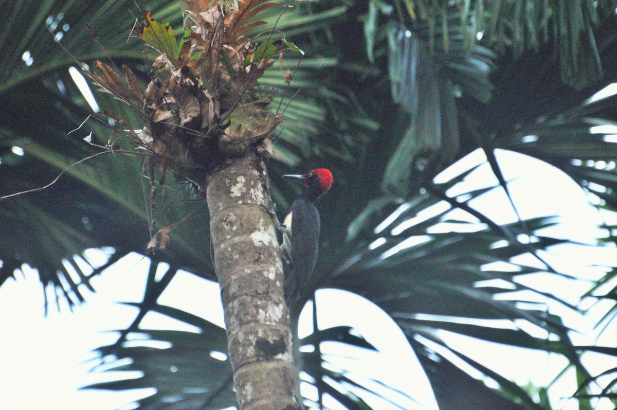 White-bellied Woodpecker - ML612515982