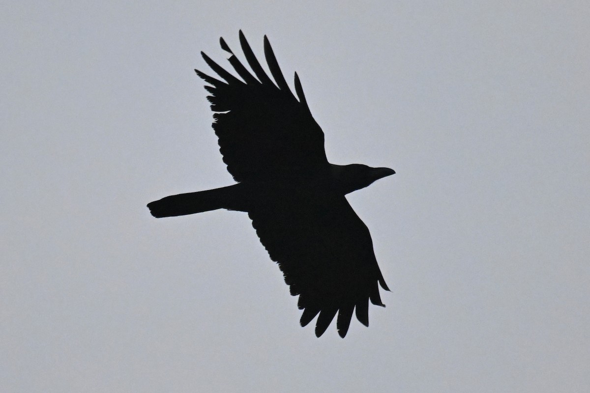 Large-billed Crow - ML612516013