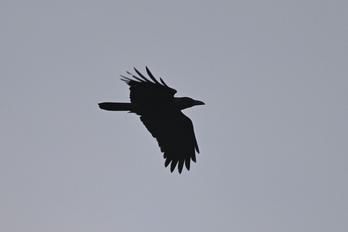 Large-billed Crow - ML612516014