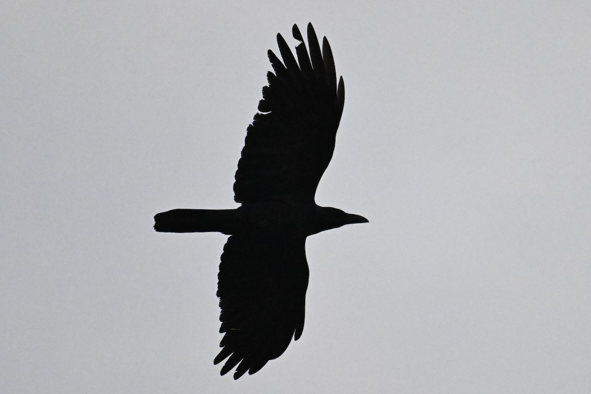Large-billed Crow - ML612516016