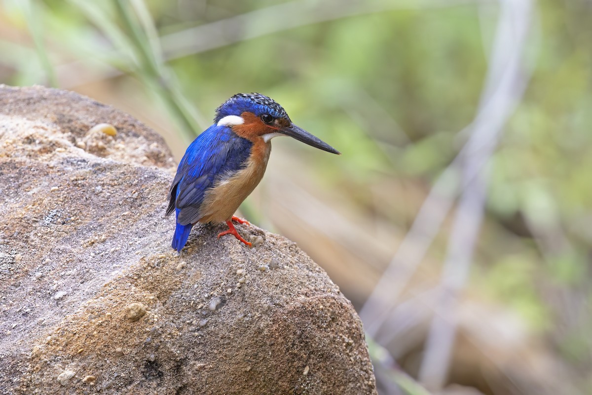 Malagasy Kingfisher - ML612516072