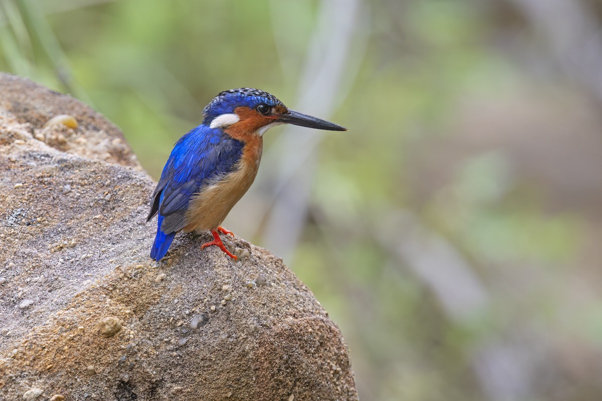 Malagasy Kingfisher - ML612516073