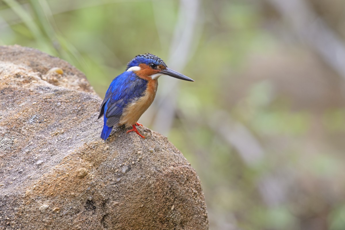 Malagasy Kingfisher - ML612516074