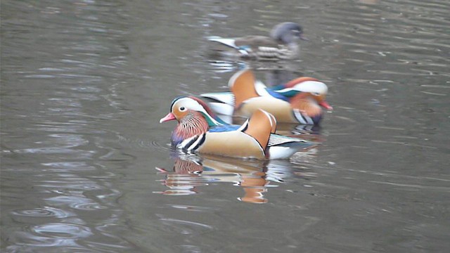 Mandarin Duck - ML612516281