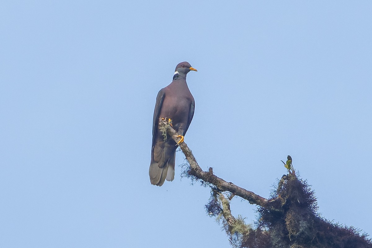 Band-tailed Pigeon - ML612516347