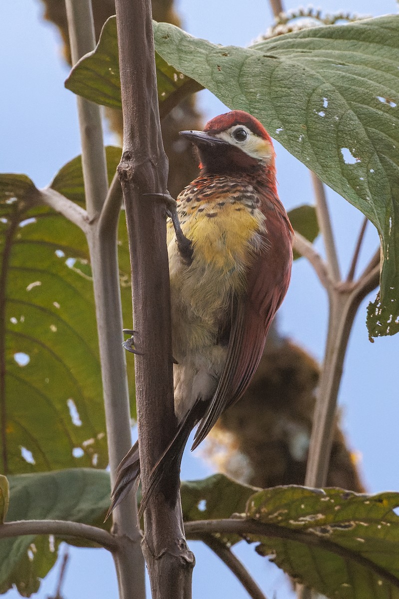 Crimson-mantled Woodpecker - ML612516362