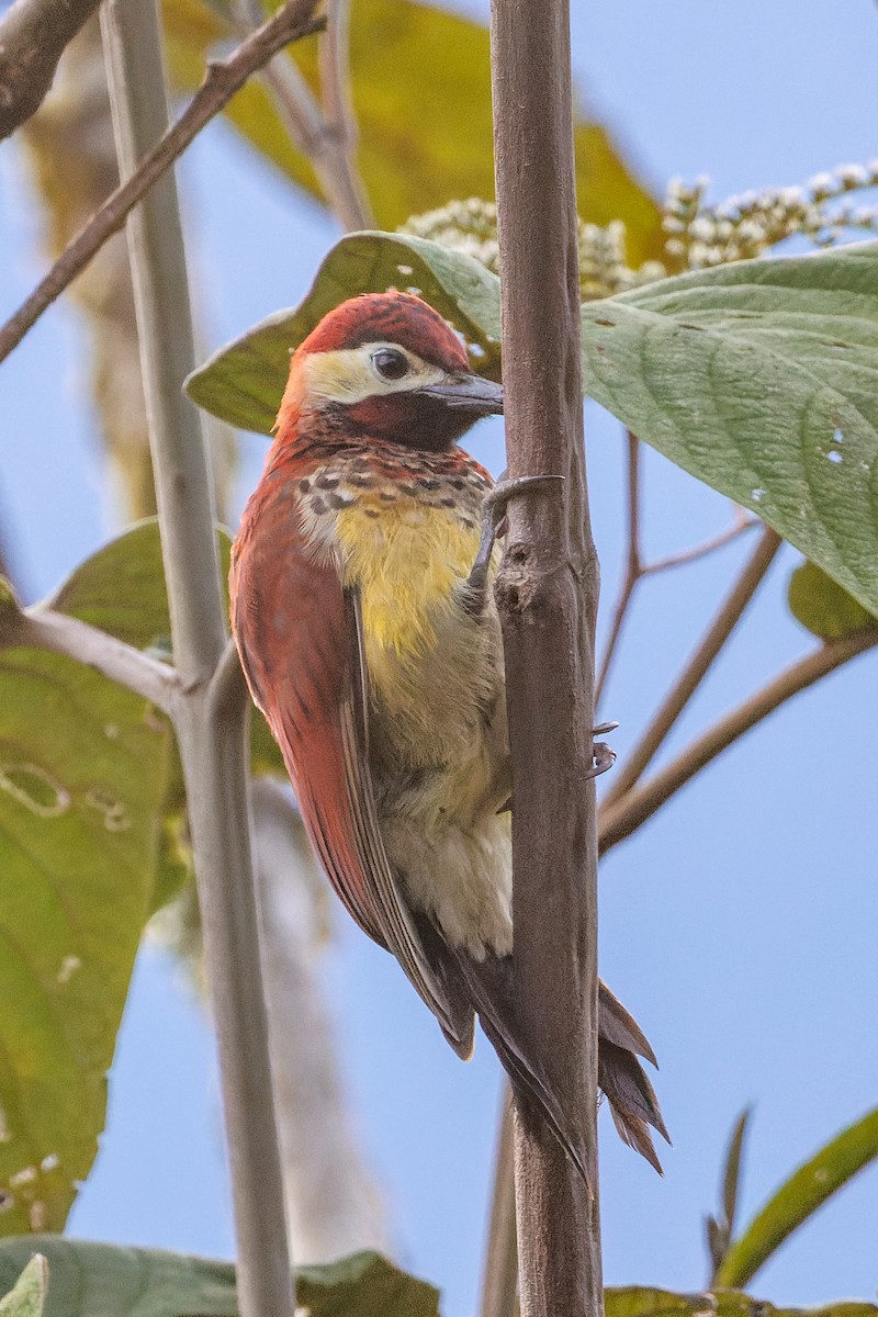 Crimson-mantled Woodpecker - ML612516363