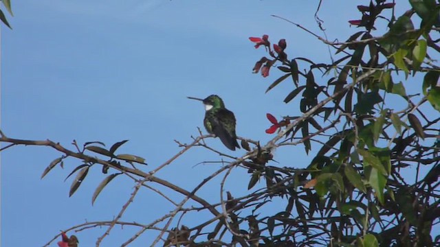 White-throated Hummingbird - ML612516497