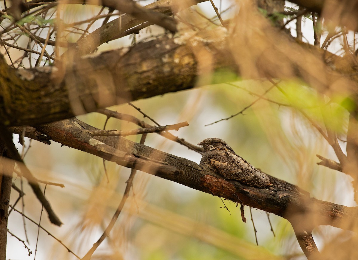 Ebird India Checklist Dec National Defence Academy