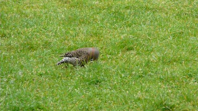 Northern Flicker (Yellow-shafted) - ML612517193