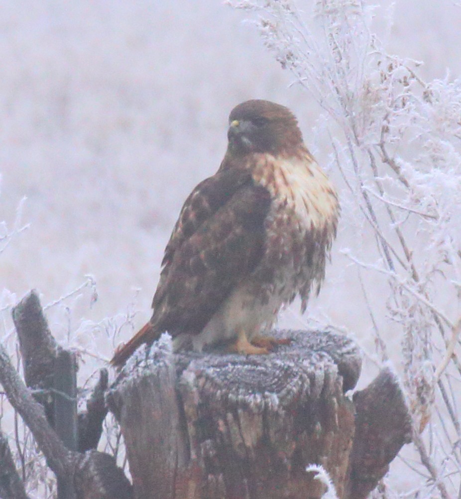 Red-tailed Hawk - ML612517284