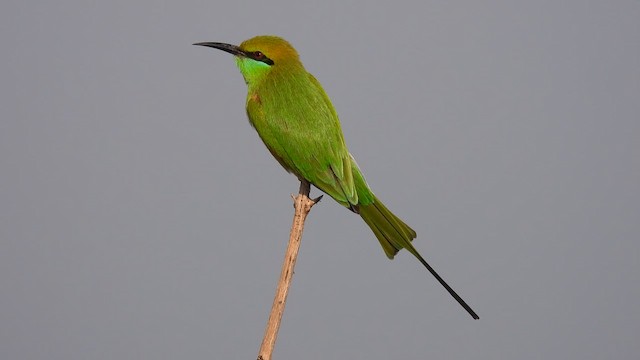 Asian Green Bee-eater - ML612517312
