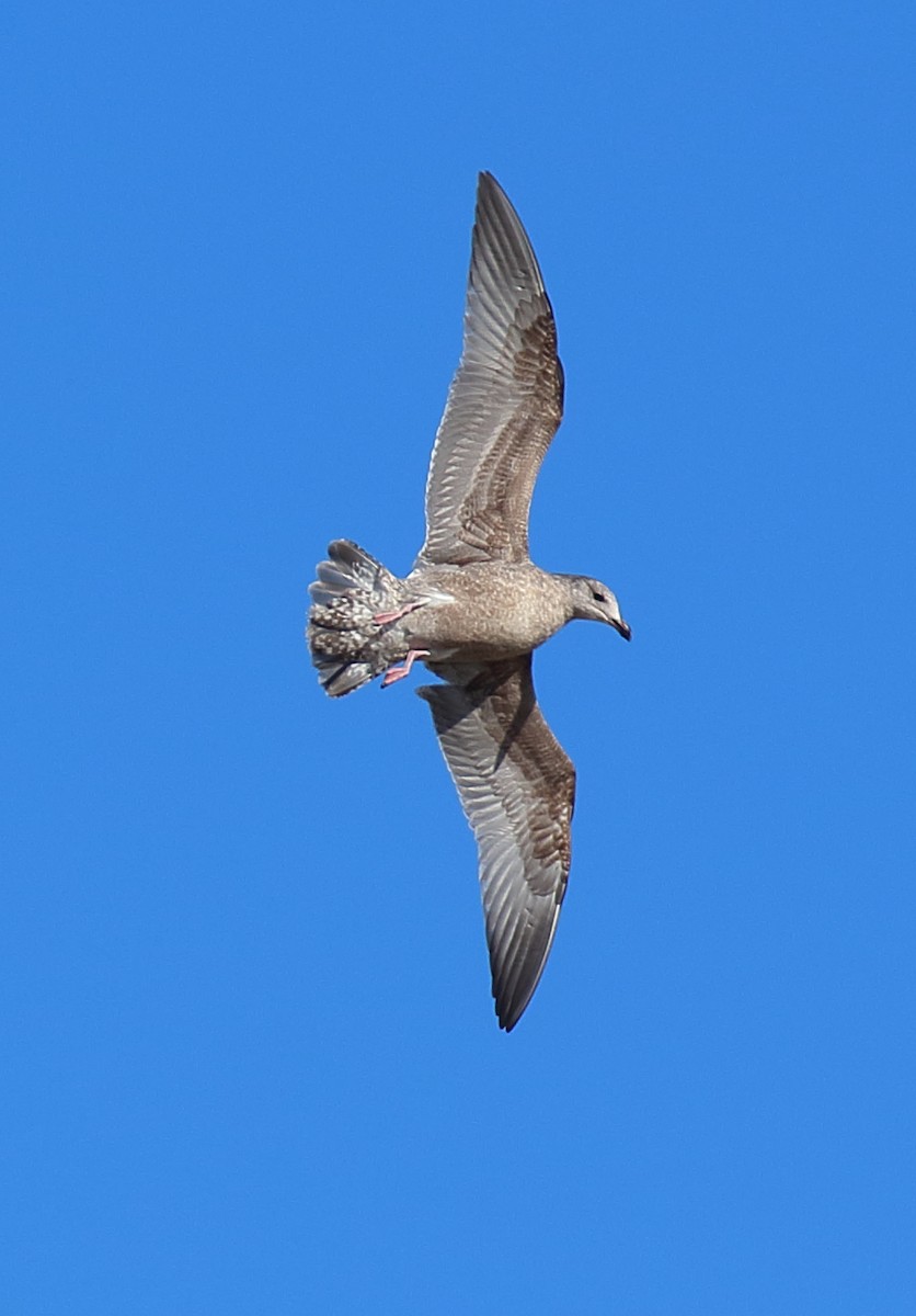 Herring Gull (American) - ML612517342