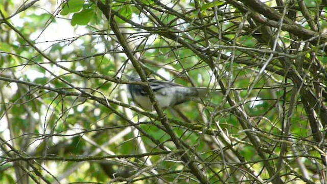 Black-and-white Warbler - ML612517458