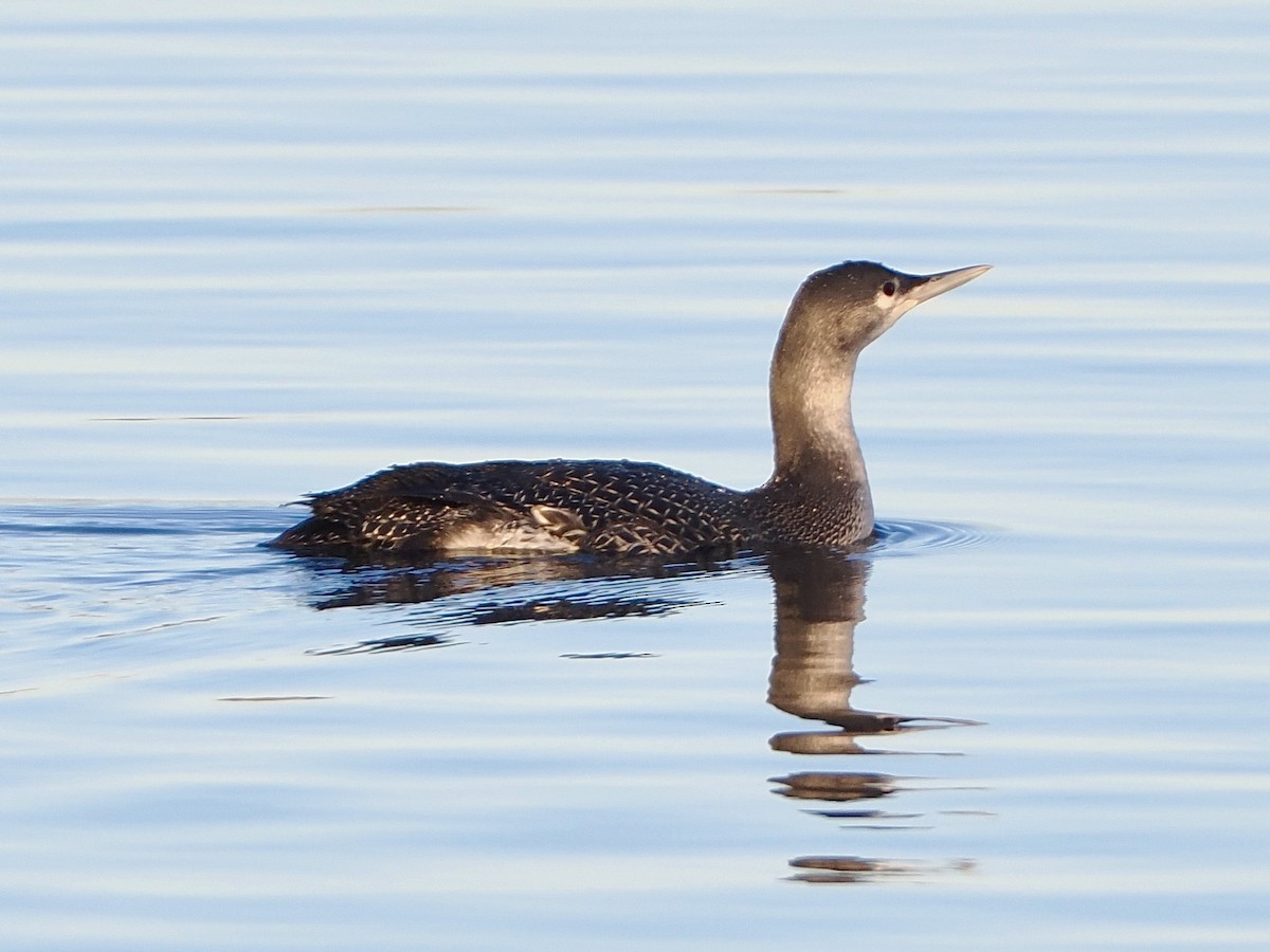 Red-throated Loon - ML612517532