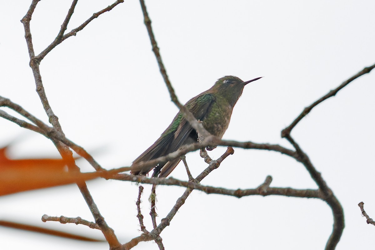 kolibřík dřišťálový - ML612517631