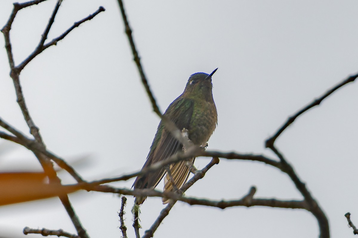 kolibřík dřišťálový - ML612517632