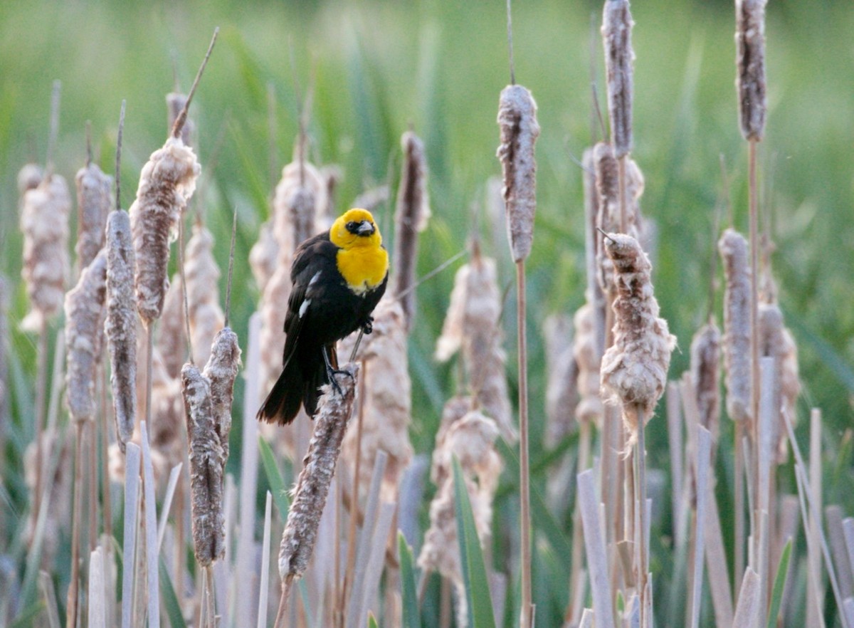 Yellow-headed Blackbird - Lou Ann Harris