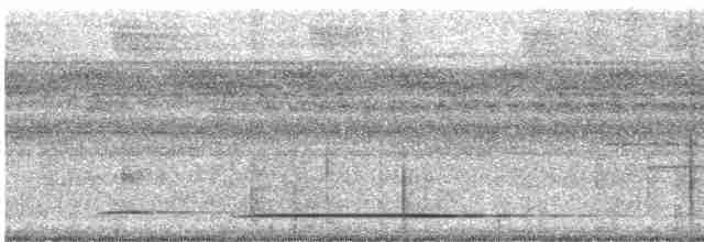 White-throated Tinamou - ML612517973
