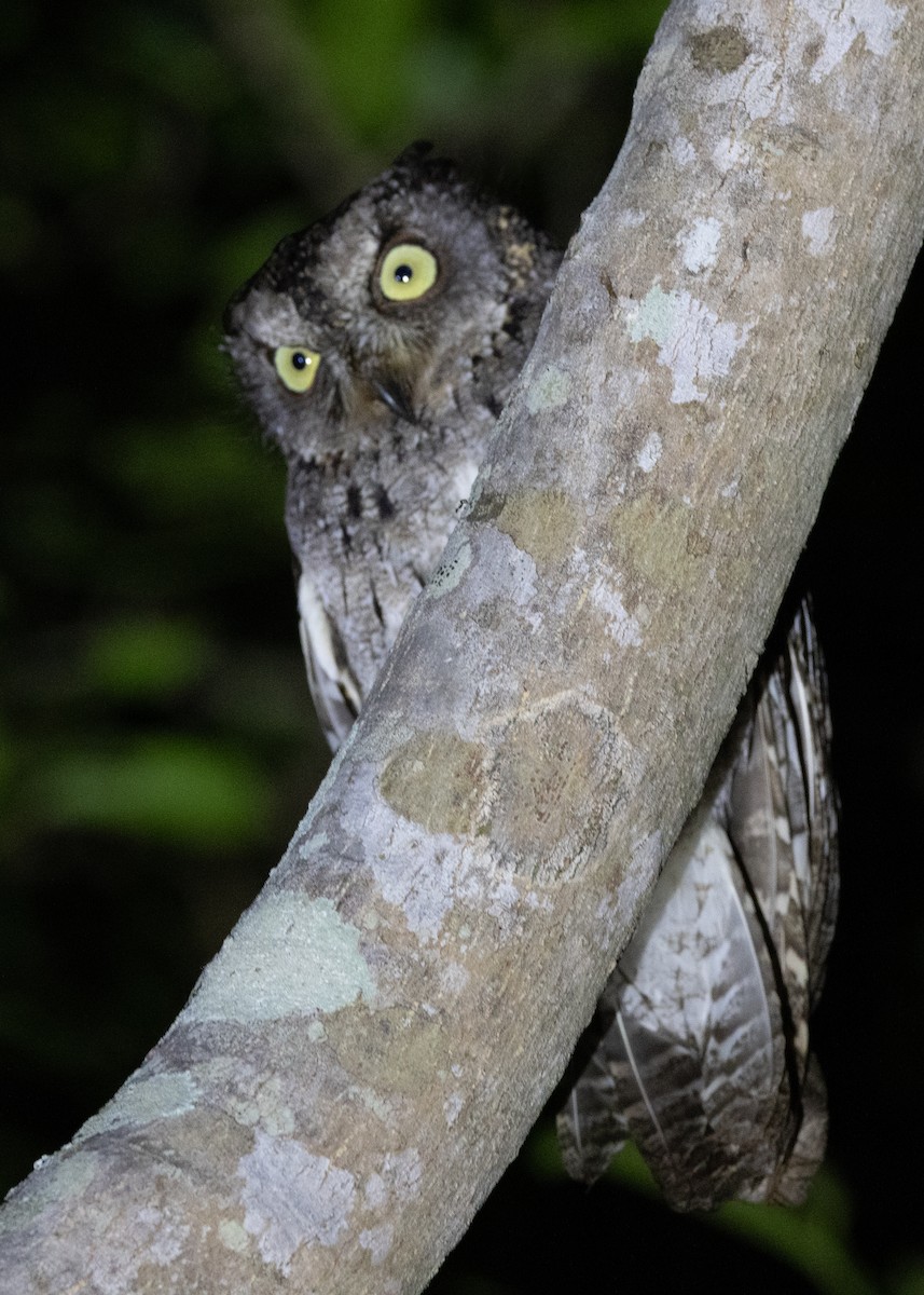Madagascar Scops-Owl (Torotoroka) - Ian Burgess