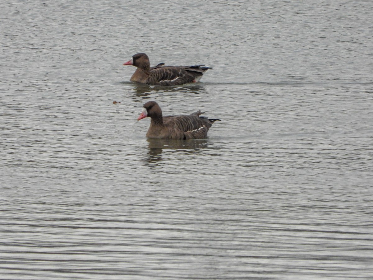 Greater White-fronted Goose - ML612518139