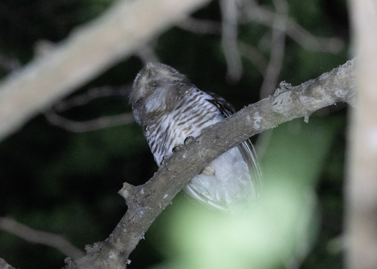 White-browed Owl - ML612518141