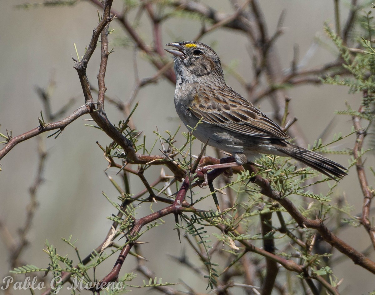 Grassland Sparrow - ML612518194