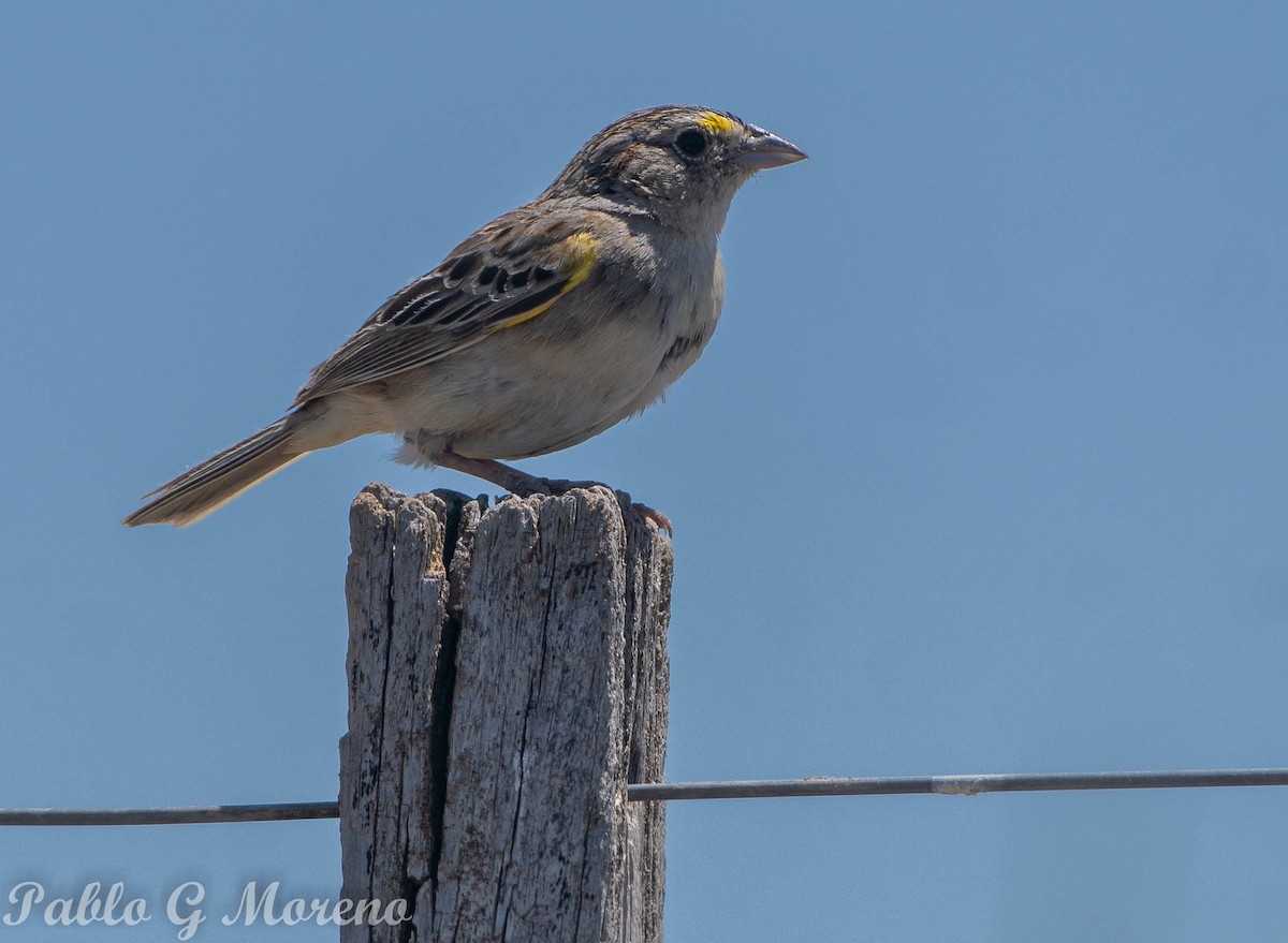 Grassland Sparrow - ML612518195