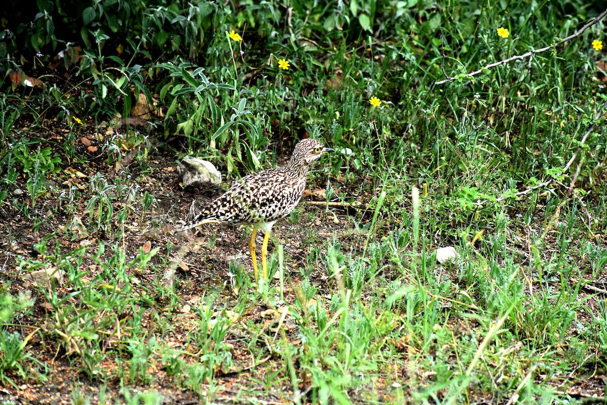 Spotted Thick-knee - ML612518558