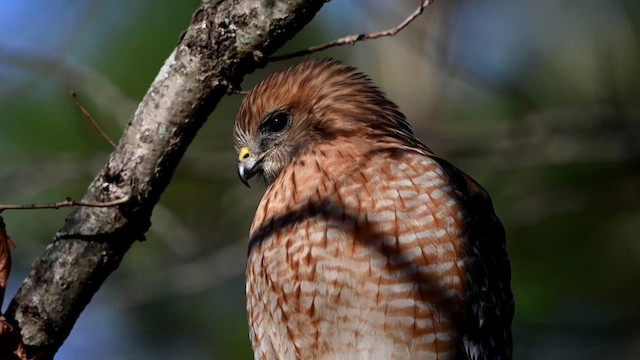 Red-shouldered Hawk (lineatus Group) - ML612518568