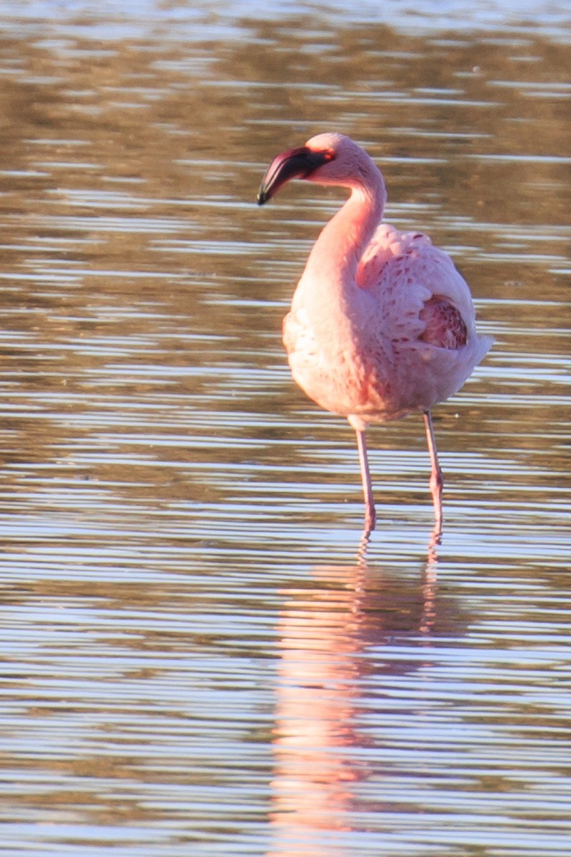 Lesser Flamingo - ML612518834