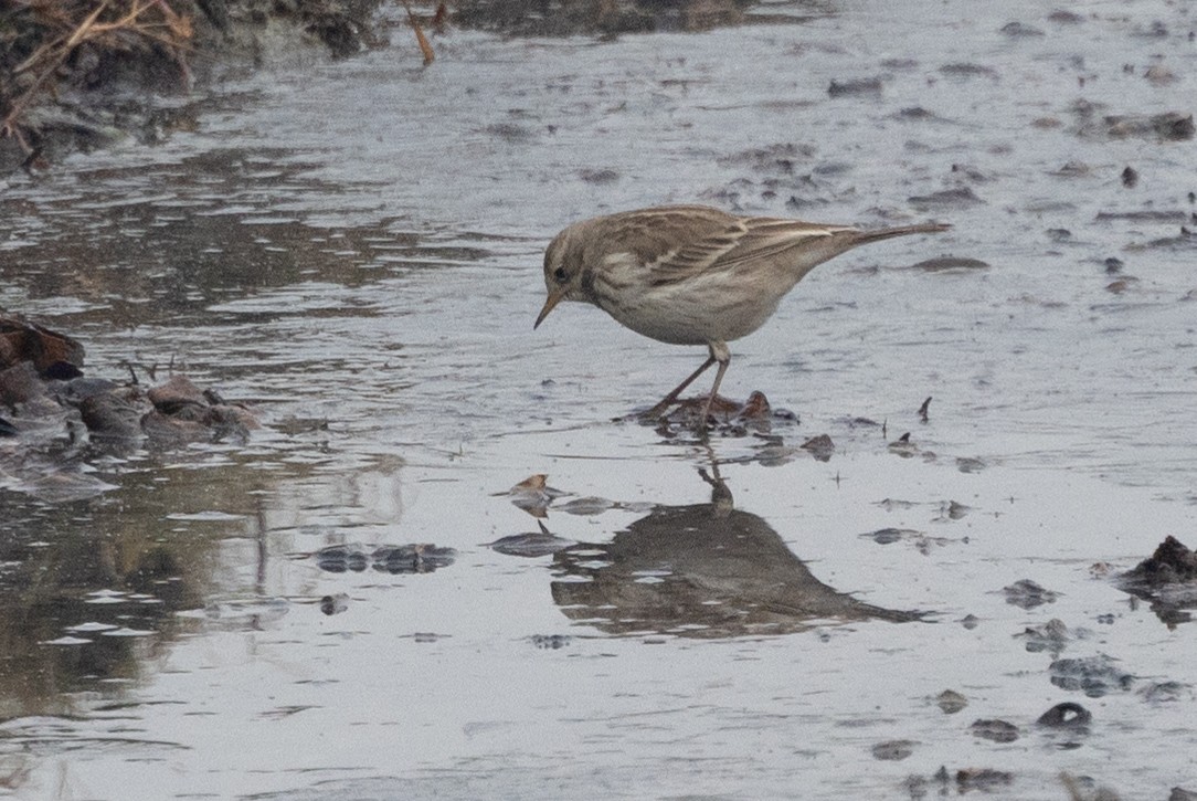 Water Pipit - ML612518849