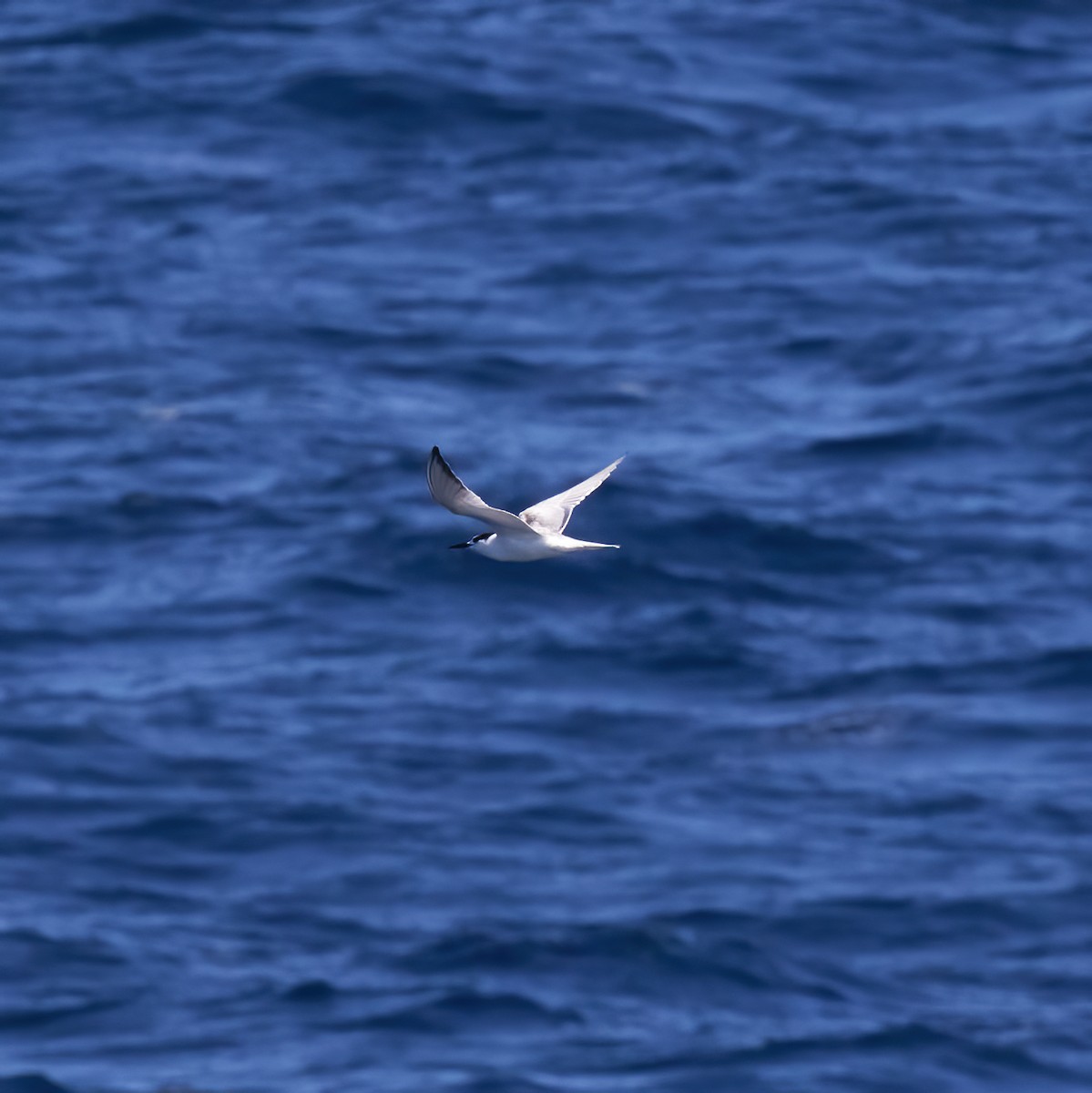 Common Tern - ML612518935