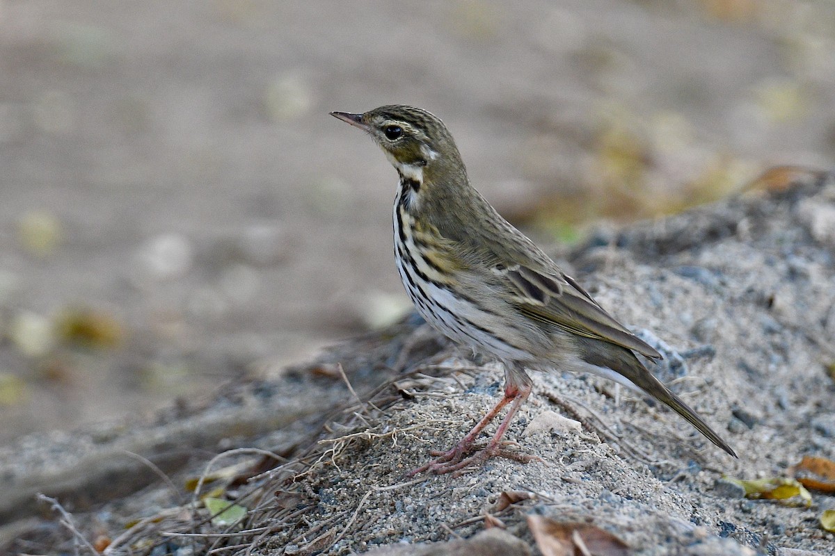 Olive-backed Pipit - ML612518971
