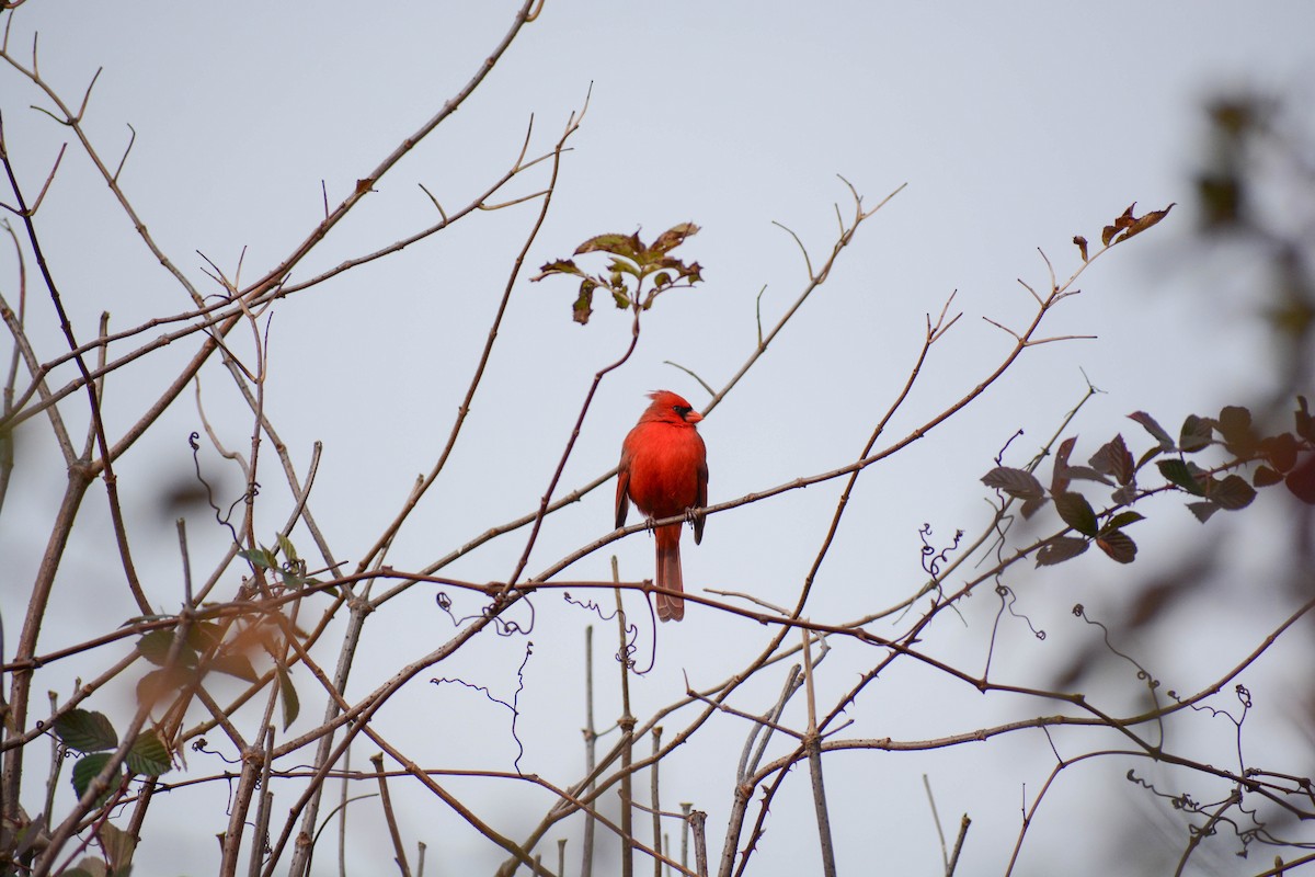 Cardinal rouge - ML612519177