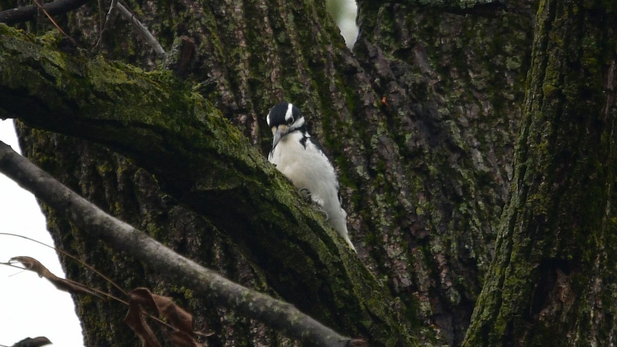 Hairy Woodpecker (Eastern) - Carl Winstead