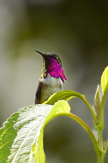 Wine-throated Hummingbird - ML612519710