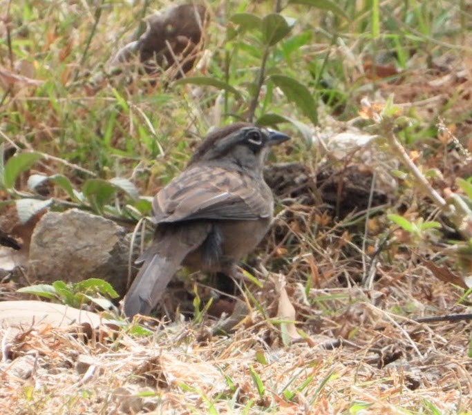 Oaxaca Sparrow - ML612519724