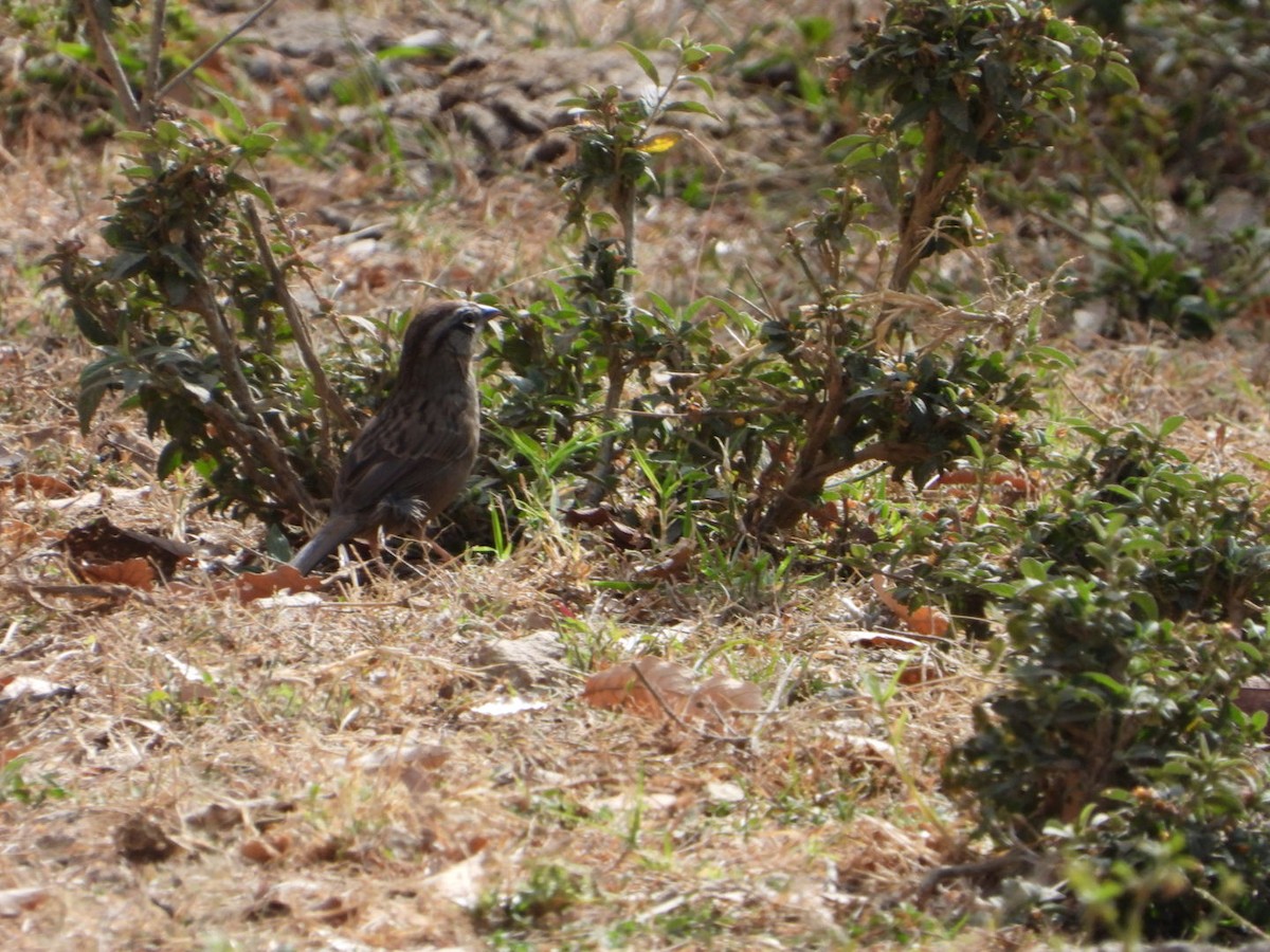 Oaxaca Sparrow - ML612519725