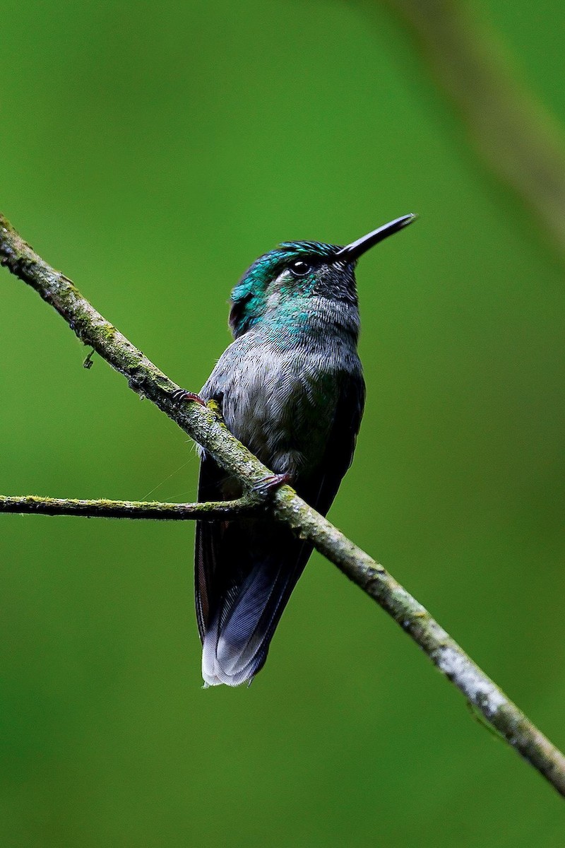 Emerald-chinned Hummingbird - ML612519726
