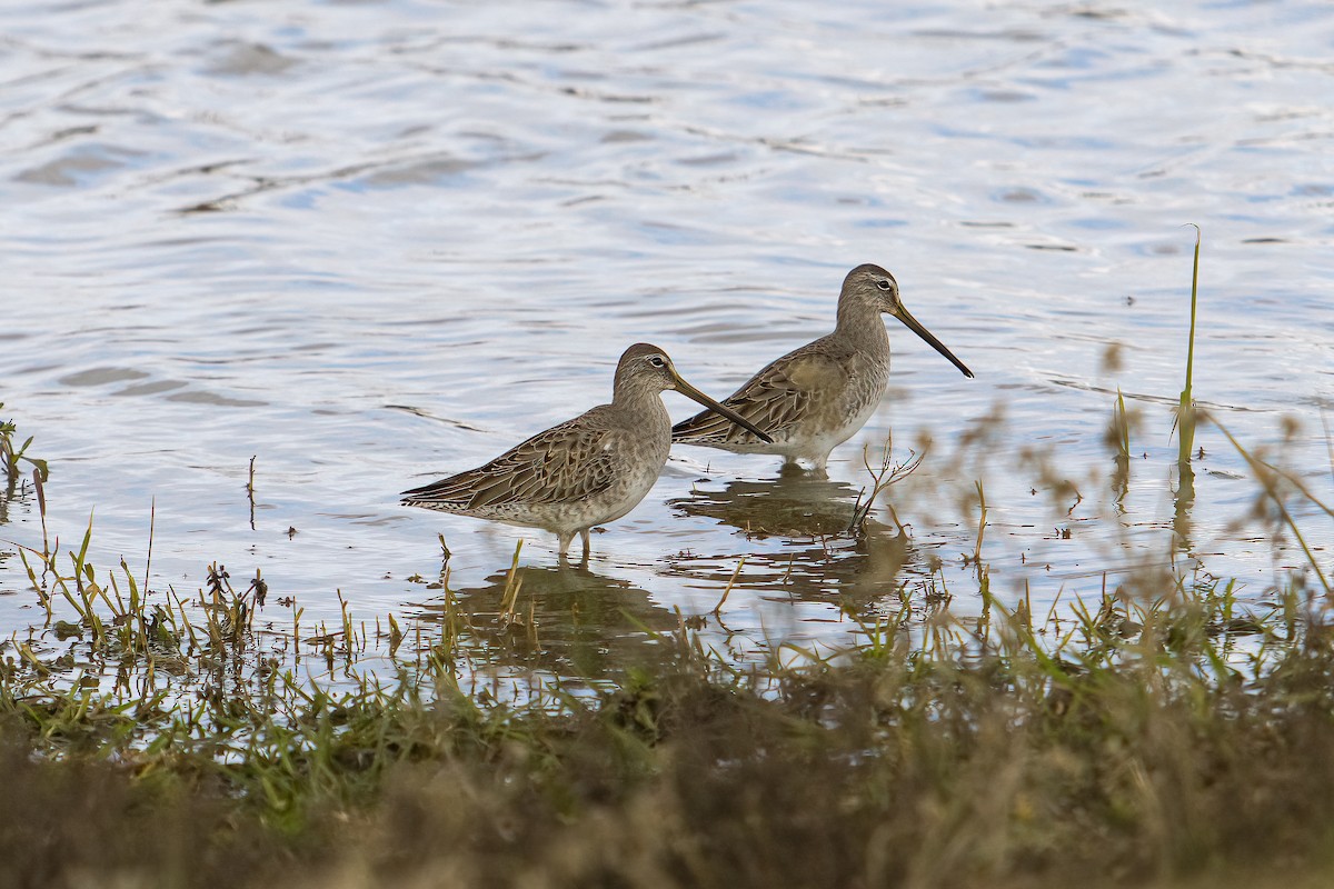 Long-billed Dowitcher - ML612519736