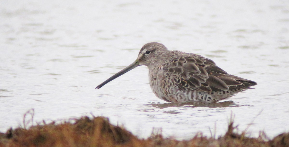 Long-billed Dowitcher - ML612520393