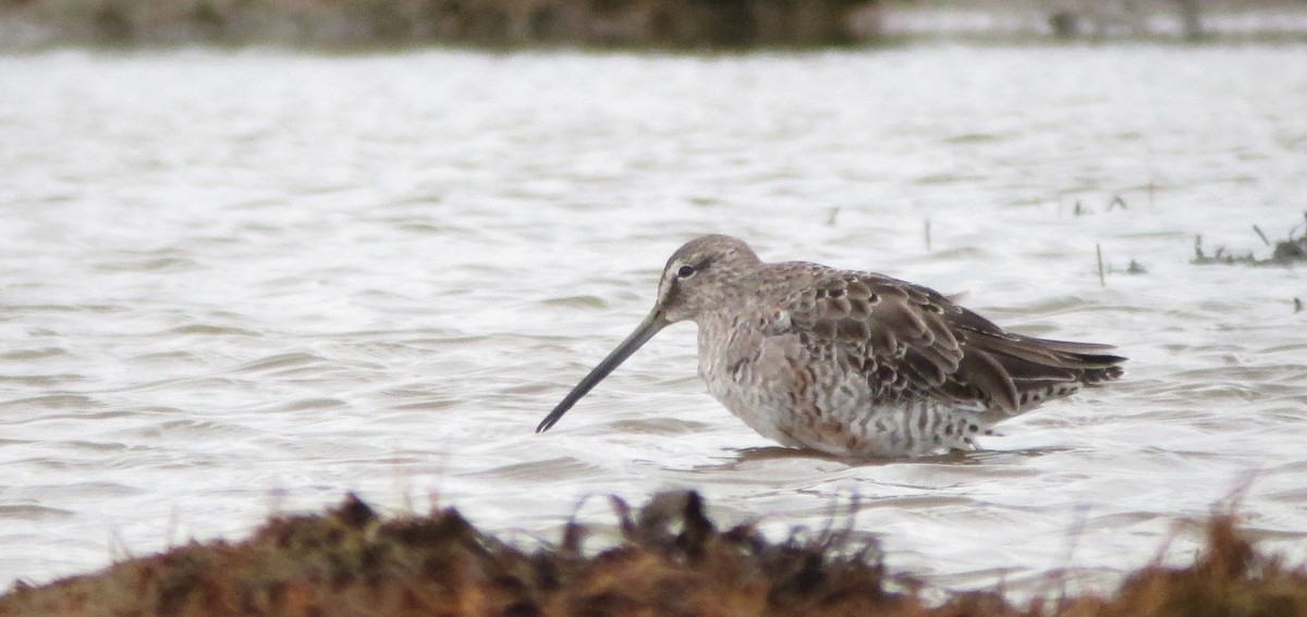 Long-billed Dowitcher - ML612520395
