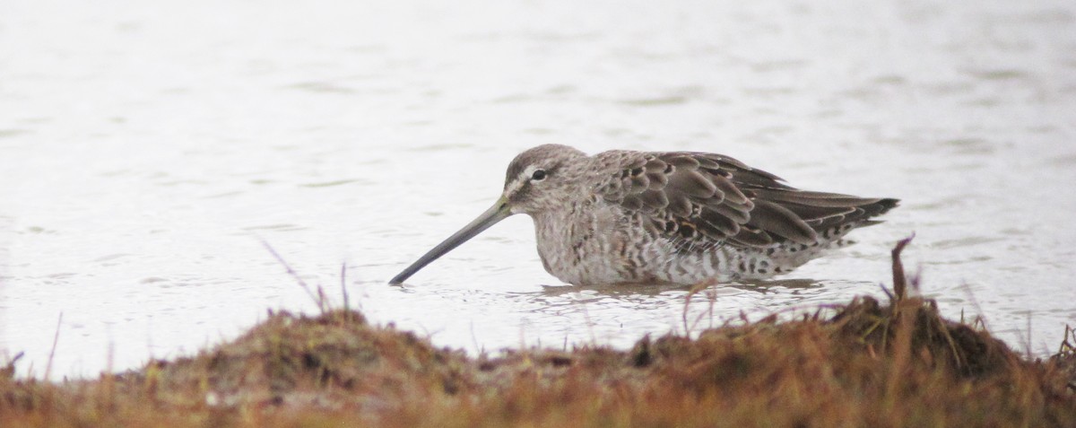Long-billed Dowitcher - ML612520396