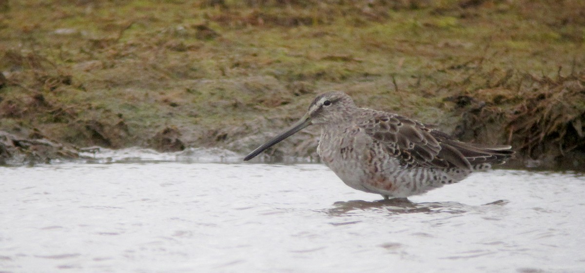 Long-billed Dowitcher - ML612520397