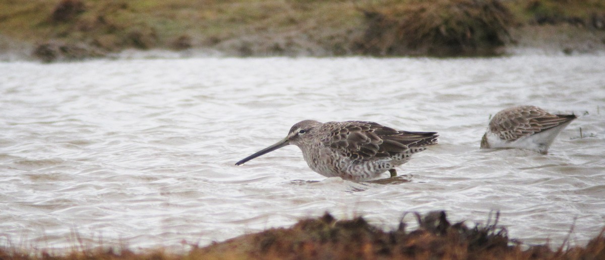 Long-billed Dowitcher - ML612520398