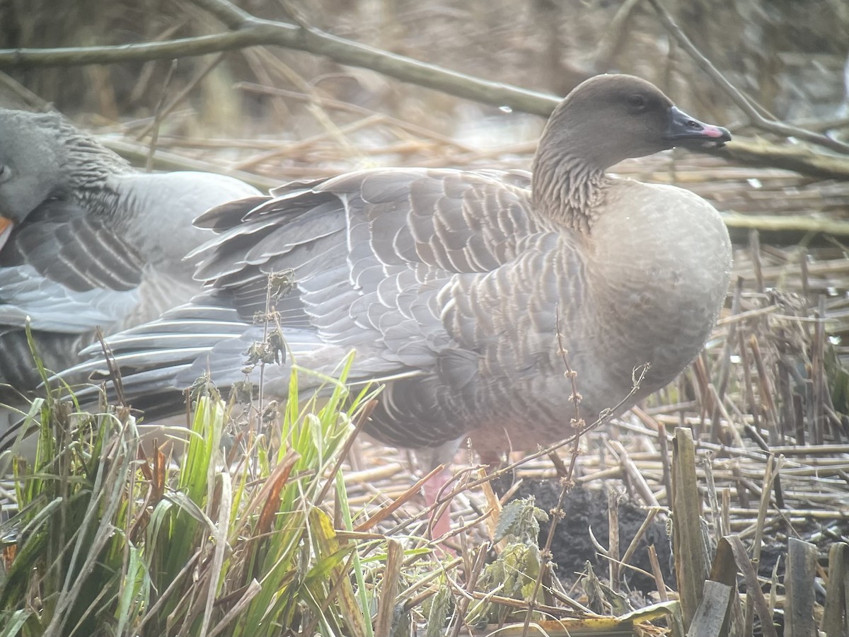 Pink-footed Goose - ML612520605