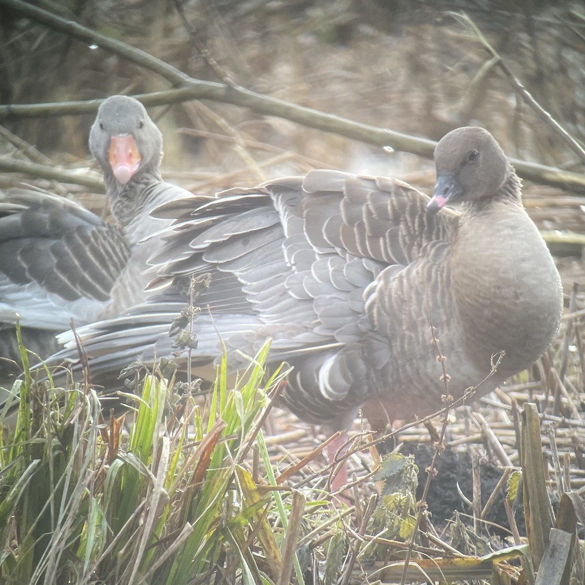 Pink-footed Goose - ML612520606