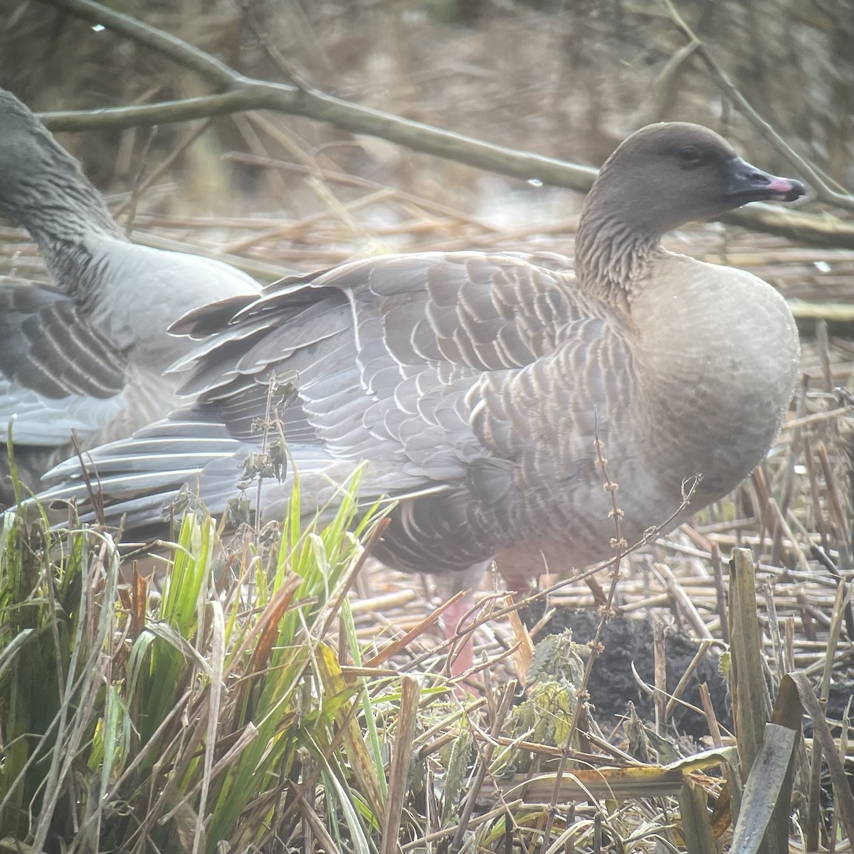 Pink-footed Goose - ML612520607