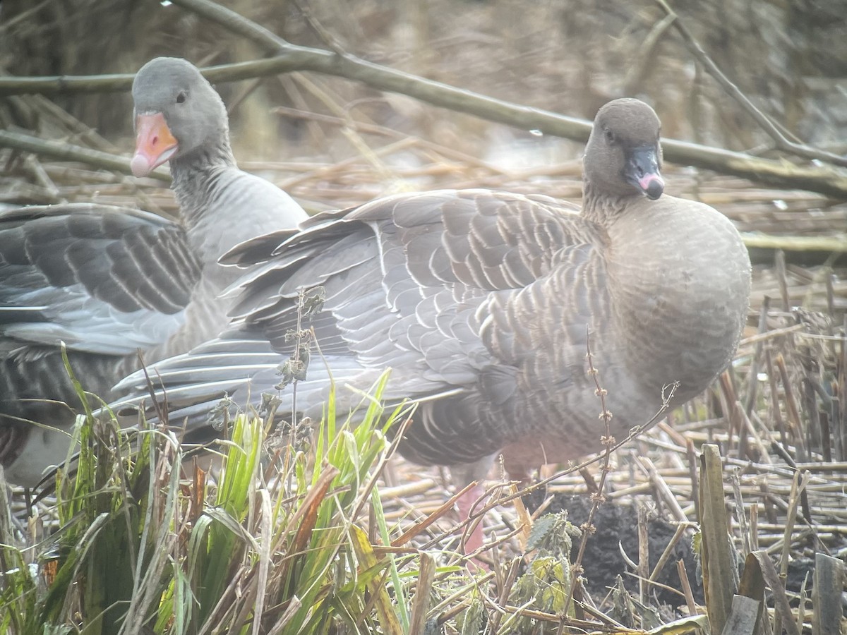 Pink-footed Goose - ML612520608